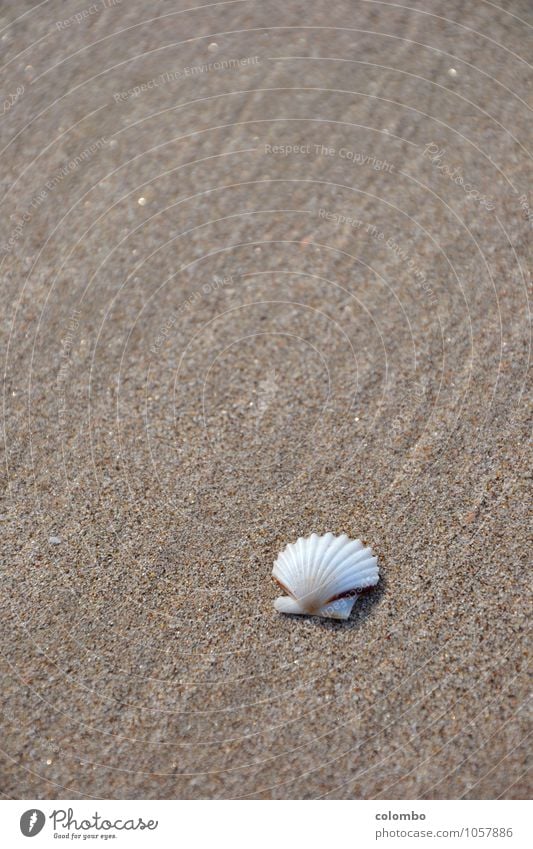seashell Beach Environment Water Mussel shell Sand Maritime White Emotions Moody Peaceful Calm Vacation good wishes Colour photo Exterior shot Deserted