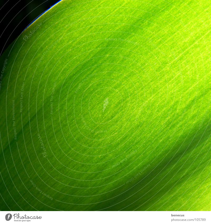 chlorophyll Green a Royalty Free Stock Photo from Photocase