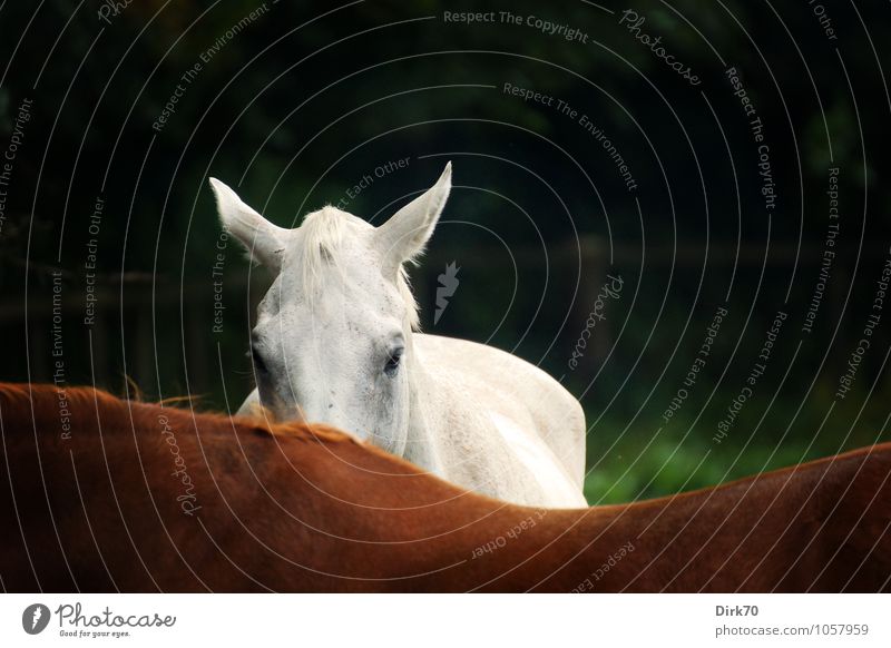 Scheuer Mould Ride Beautiful weather Tree Grass Meadow Forest Pasture Animal Pet Farm animal Horse Animal face Gray (horse) Back Mane Ear 2 Pasture fence