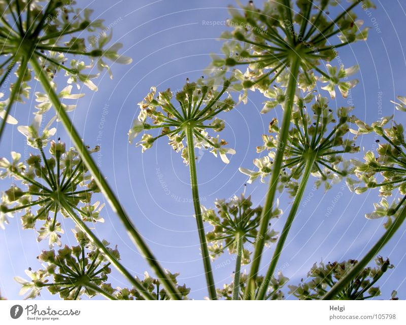 straggler Flower Blossom Plant Meadow Wayside Blossoming Towering Stalk Green White Growth Flourish Clouds Apiaceae Wild carrot Summer Summer's day Together