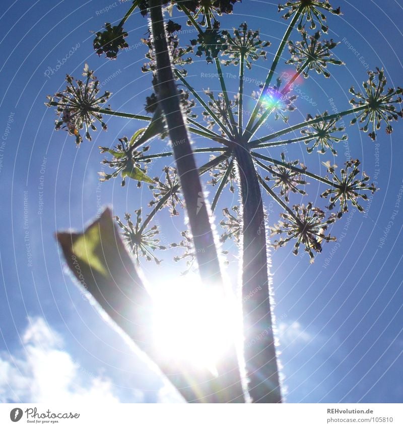 Back in the summer ... Plant Flower Blossom Growth Worm's-eye view Aspire Green Clouds Meadow Back-light Light Brilliant Flashy Dazzle Stalk Grown Summer