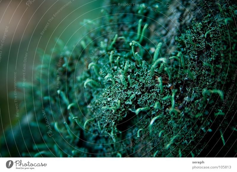 Moss Plant Green Background picture Encalypta Ground cover plant Spore Symbiosis Nature micro Lichen Macro (Extreme close-up) Botany Growth