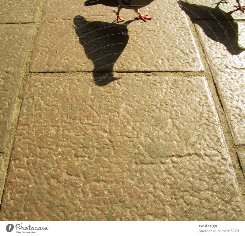 rats of the air Bird Pigeon Silhouette Shadow Copy Space bottom Copy Space middle Partially visible Section of image Detail Claw Paving tiles Stone slab 2