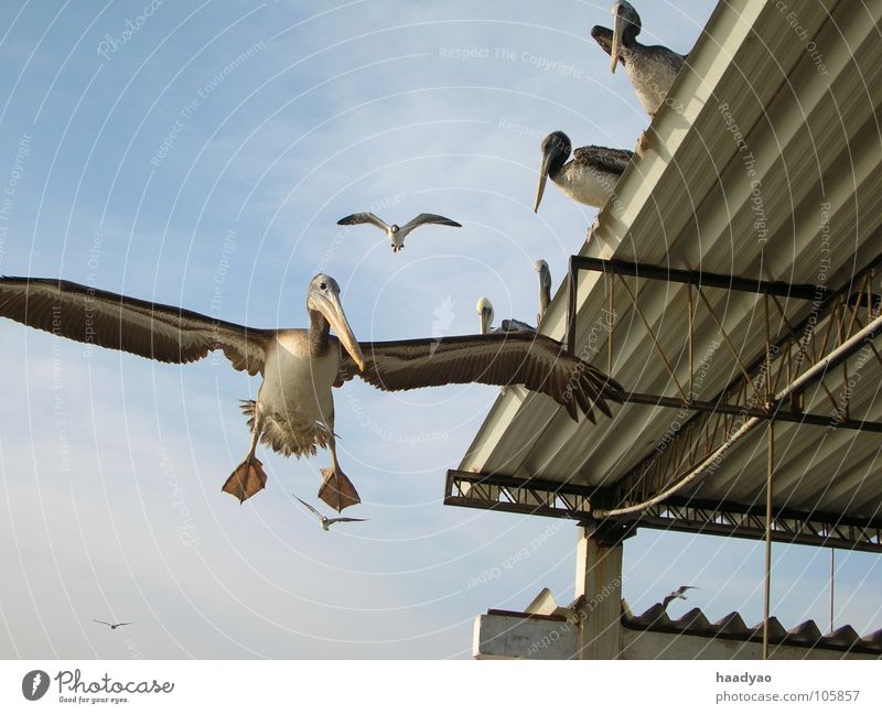 landing Bird Pelican Peru South America Beach Ocean Vacation & Travel Sky Fish Flying