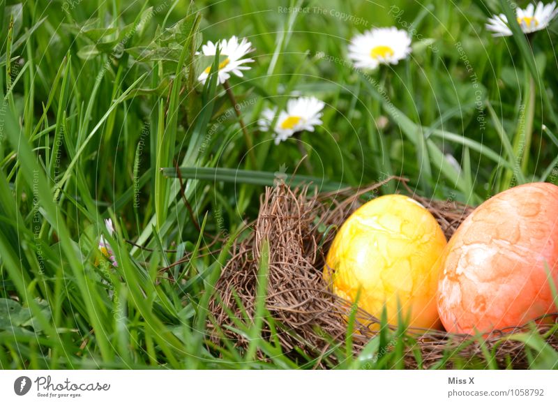 In the grass Food Nutrition Garden Easter Spring Grass Blossom Meadow Multicoloured Yellow Easter egg nest Nest Daisy Hiding place Hide Find Search 2 Egg