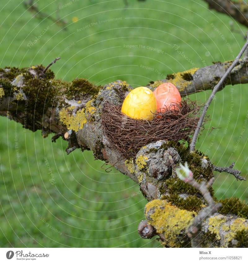 egg hunt Food Nutrition Garden Easter Nature Spring Tree Meadow Multicoloured Easter egg nest Branch Twig Twigs and branches Moss Nest Egg Hen's egg Colour