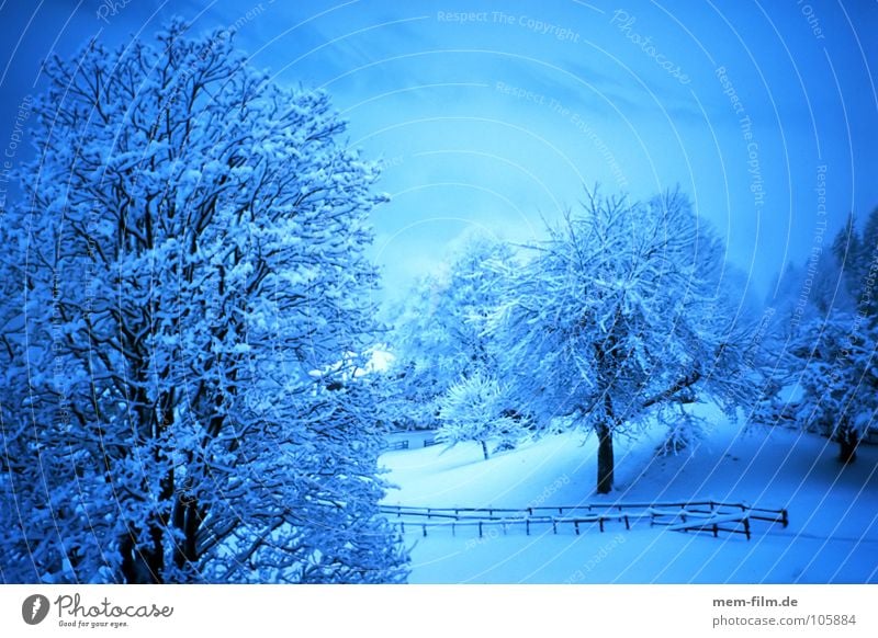 HD wallpaper: blue landscape, blue hour, twilight, forest