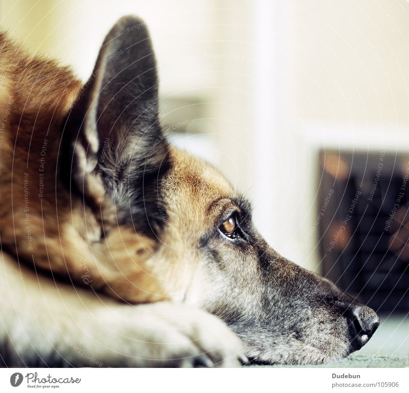 The Dog Calm Pet 1 Animal Looking Wait Loyal Love of animals Watchfulness Friendliness Analog Mammal German Shepherd Dog Colour photo Interior shot Close-up