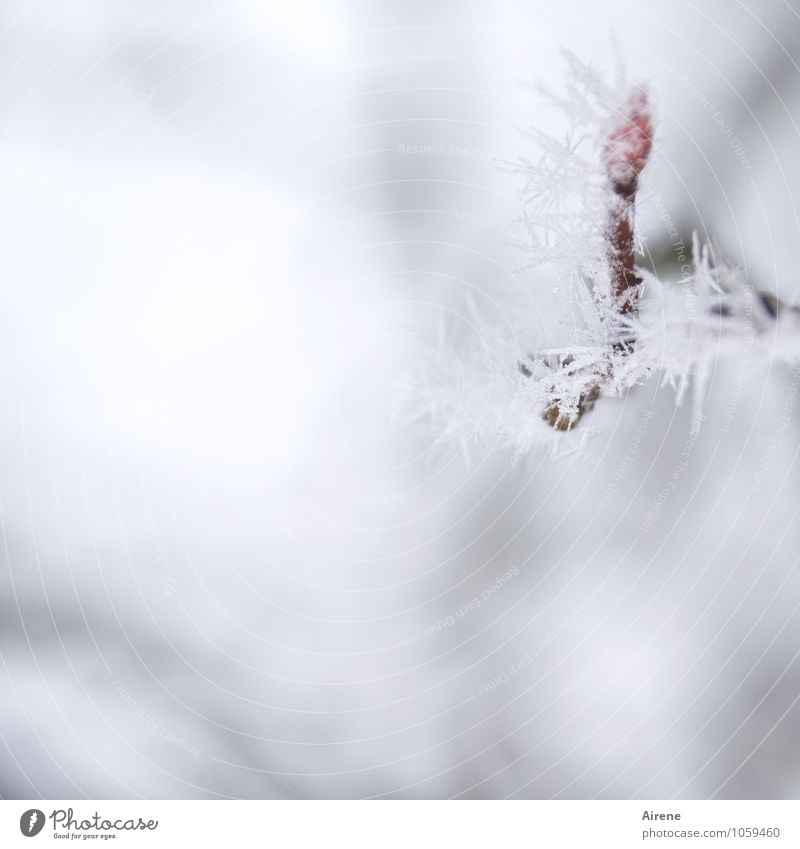 frost I Winter Ice Frost Snow Plant Tree Twig Leaf bud rock pear Crystal structure Ice crystal Freeze Cold Point Thorny Red White Climate Nature Motionless