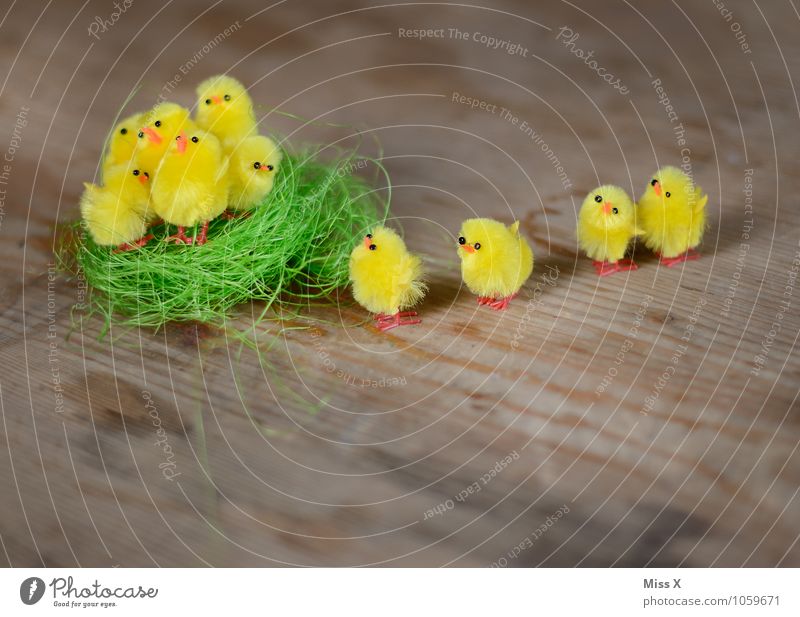 Off to the nest Easter Bird Group of animals Baby animal Small Cute Emotions Moody Safety Protection Safety (feeling of) Friendship Together Team Teamwork