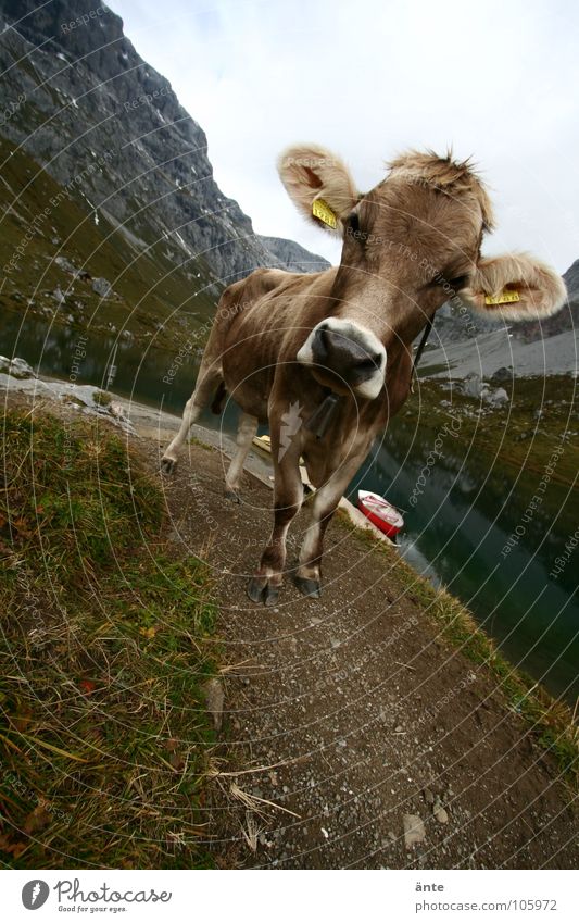 What are you looking at? Cow Canton Graubünden Switzerland Cliche Cattle Mountain lake Looking Wide angle Watercraft Alps brown cattle Interest mountains