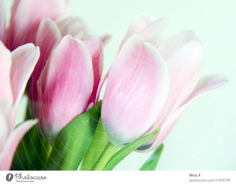 early...ling Spring Flower Tulip Blossom Blossoming Pink Moody Spring fever Tulip blossom Colour photo Multicoloured Close-up Detail Deserted Copy Space right