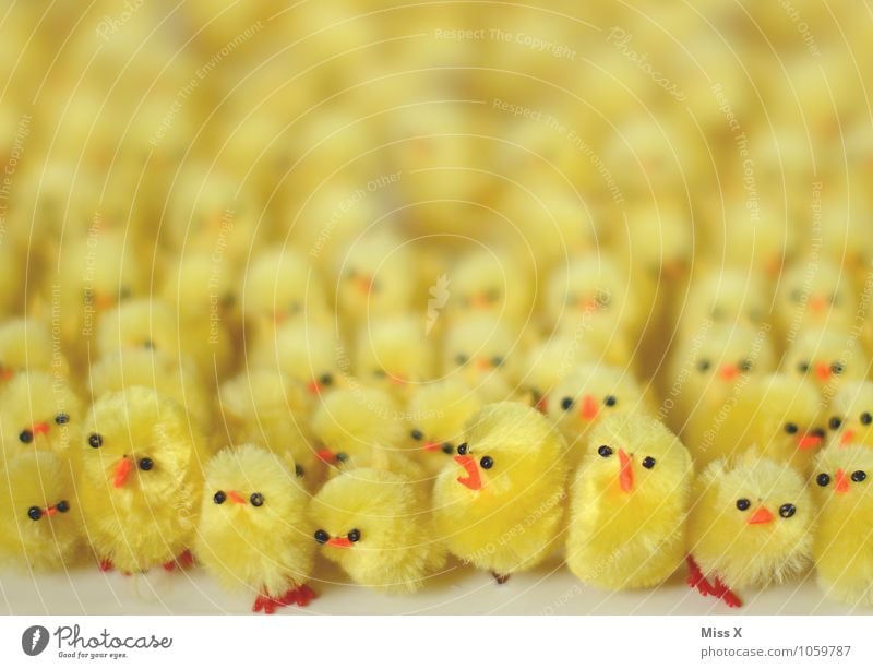 Download Animal Yellow Baby animal by Francesca Schellhaas. A Royalty Free Stock Photo on Emotions Funny ...