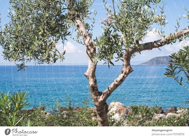 Olive tree on the beach. Blue sky. Relaxation Vacation & Travel Tourism Summer Sun Beach Ocean Island Nature Landscape Plant Sky Clouds Tree Coast Green Idyll