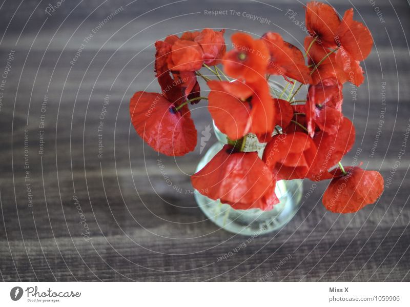 poppy Decoration Summer Flower Blossom Blossoming Faded To dry up Red Emotions Moody Lovesickness Fatigue Exhaustion Poppy Bouquet Vase Flower vase