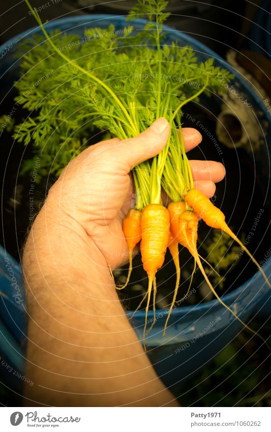 fresh carrots Food Vegetable Carrot Nutrition Leisure and hobbies Garden plot Arm Hand To hold on Fresh Healthy Small Delicious Natural Green Orange To enjoy