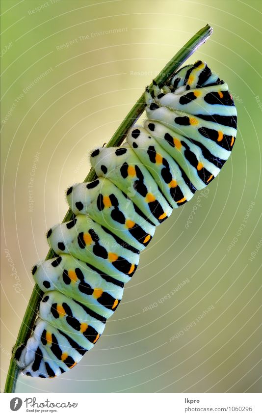 Papilionidae in a green tree of wild fennel Nutrition Beautiful Garden Nature Plant Switch Line Wild Brown Multicoloured Yellow Gold Green Orange Black White