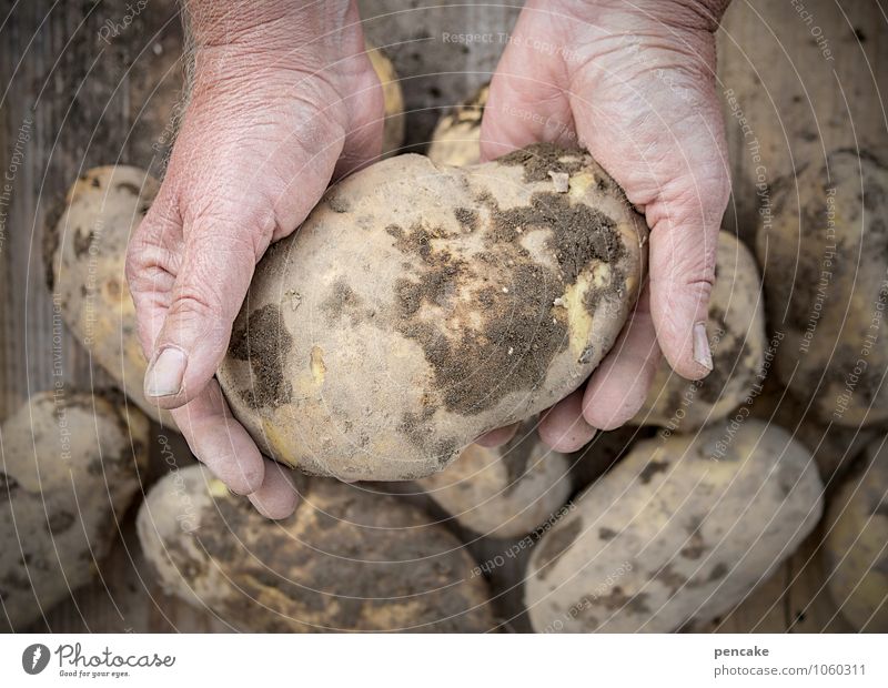 potato eaters, of course! Food Vegetable Organic produce Vegetarian diet Adults Hand Fingers 45 - 60 years Work and employment Observe Healthy Potatoes Harvest