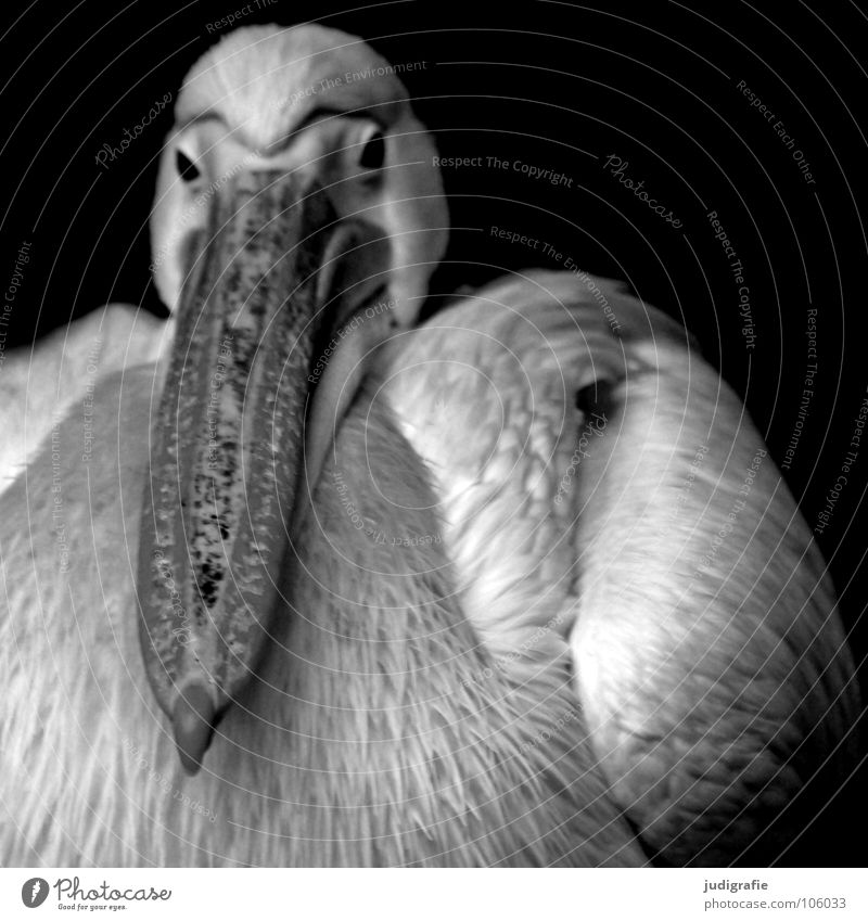 pelican Bird Pelican Web-footed birds Feather Beak Calm Soft Grief Captured Animal Zoo Black & white photo waterfowl Wing Shadow Sadness Eyes