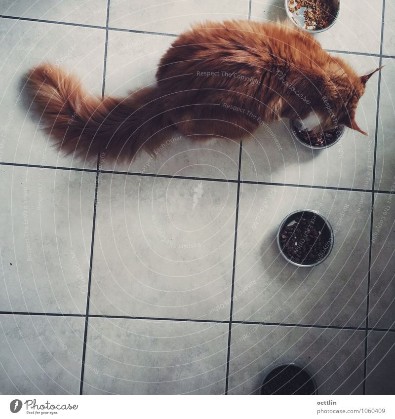 Firefox hungry! Food Cat food Eating Bowl Kitchen Red-haired Long-haired Animal Pet Pelt Maine Coon 1 To feed Feeding Fat Dark Healthy Large Cuddly Delicious