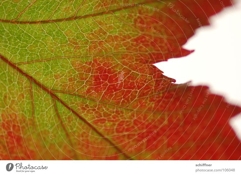 Autumn foliage, the second II Leaf Red Green Multicoloured Indian Summer Together Row Autumnal in old age Macro (Extreme close-up)