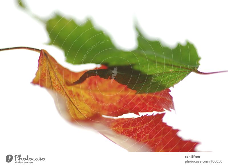 Autumn foliage, the second III Leaf Red Green Multicoloured Indian Summer Together Row Autumnal in old age Macro (Extreme close-up)