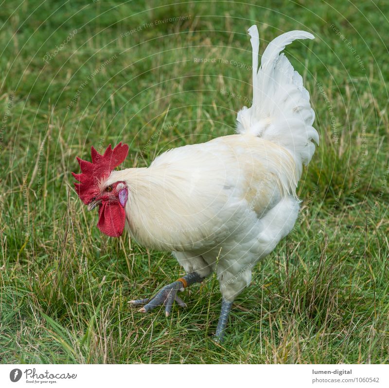 cock Nature Meadow Animal Bird Rooster White Farm salubriously Barn fowl Comb Beak Keeping of animals ecologic Colour photo Exterior shot Day