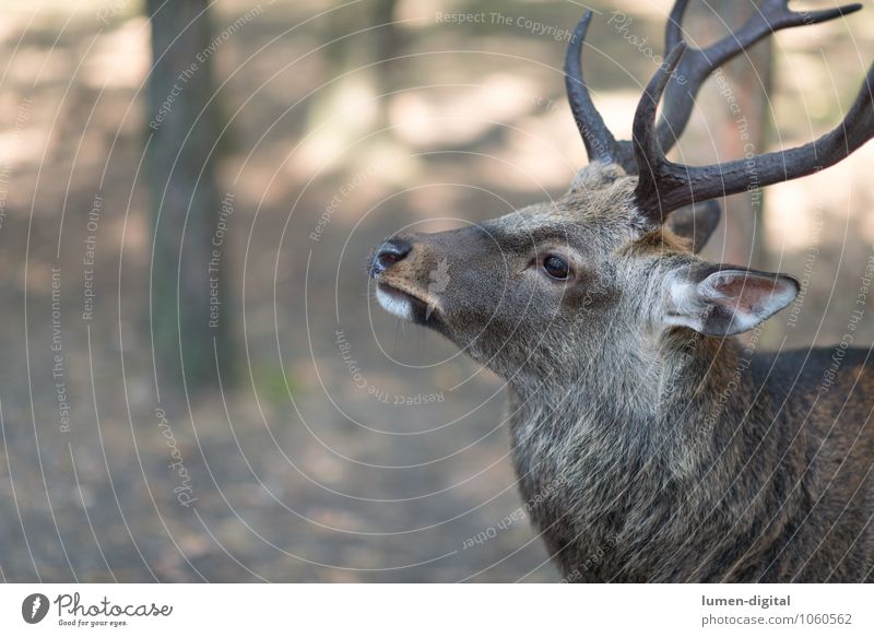 fallow deer Forest Wild animal Fallow deer Deer 1 Animal Beautiful detail Dominant Antlers Cor anglais Head masculine ears Posture wildlife Colour photo Day