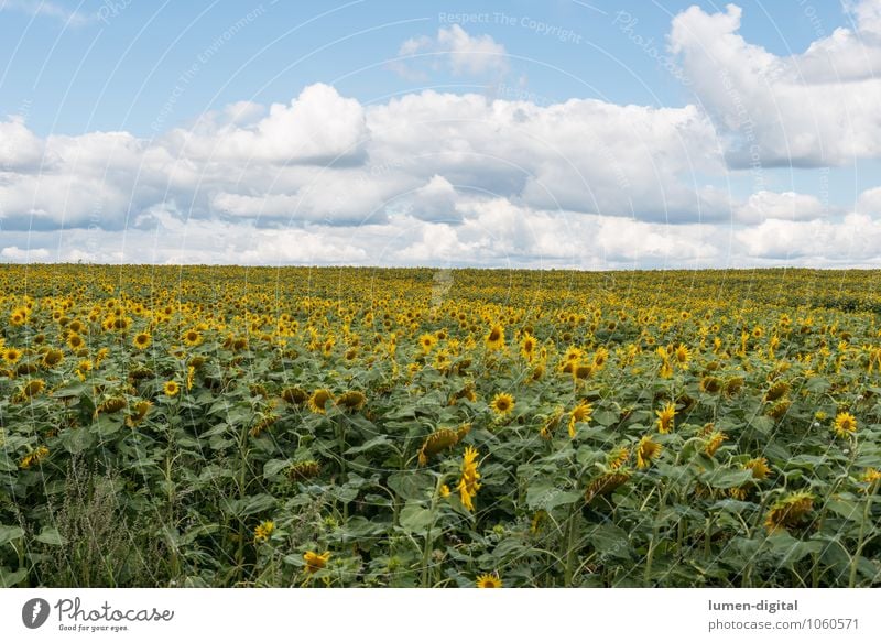 Sunflower field under summer sky Agriculture Forestry Clouds Field Sustainability Yellow Mature Sunflower seed Exterior shot Day Panorama (View)