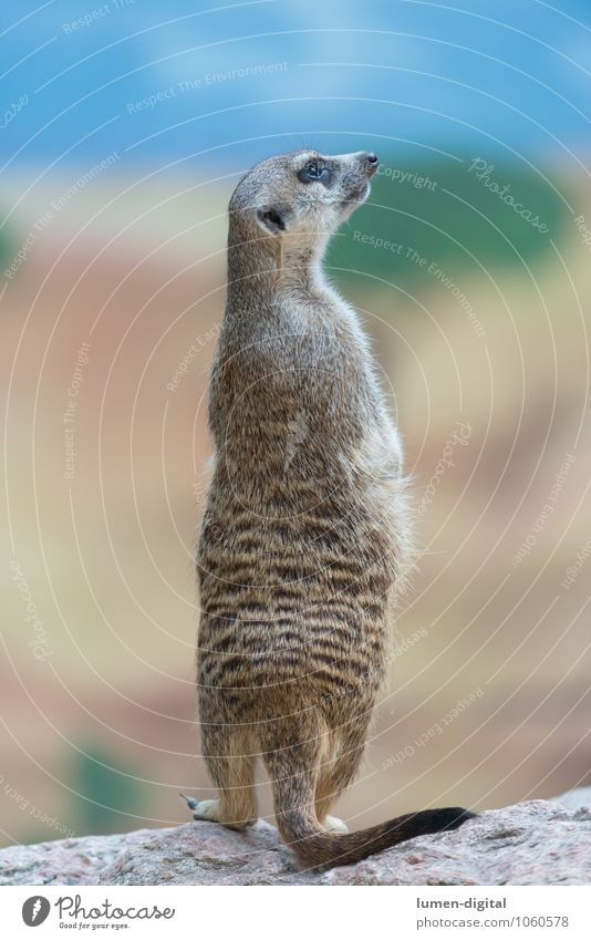 Meerkat is on the lookout Weather Rock Pelt Wild animal 1 Animal Observe Stand Funny Watchfulness Vertical Posture Rodent Tails Scent Colour photo