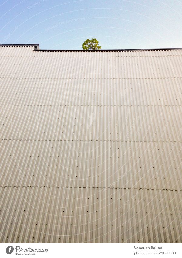 Tree on wall Foliage plant Downtown Berlin House (Residential Structure) Wall (barrier) Wall (building) Facade Sadness Wait Throw Threat Hideous Gloomy Town