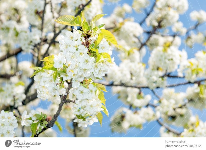 Cherry blossoms in spring Cloudless sky Spring Tree Leaf Blossom Park Blossoming Growth Bright White Fragrance Nature Sunlit Twig Bud Exterior shot Day Sunlight
