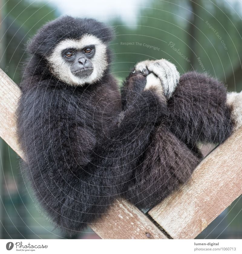 Gibbon sits on wooden scaffold Face Animal Pelt Wild animal 1 Observe Sit Black White Comfortable Monkeys Apes Square Mammal Portrait photograph Colour photo