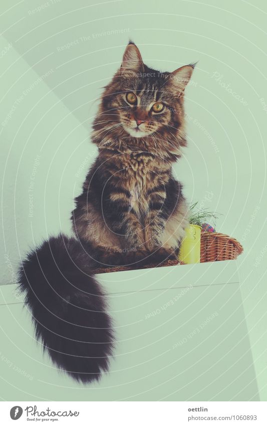 Hello Safari! Animal Pet Cat Pelt 1 Cupboard Basket Discover Crouch Listening Looking Sit Illuminate Esthetic Dark Brash Friendliness Large Bright Cuddly