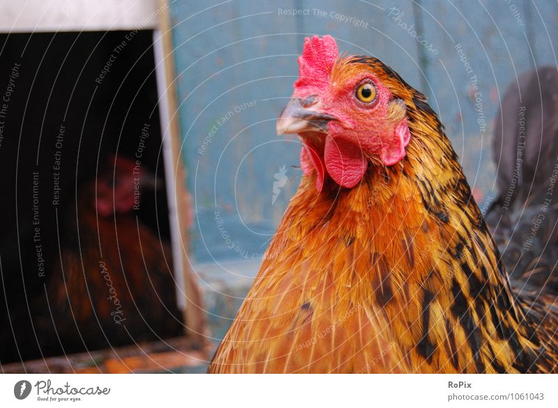 hühnerhof Food Meat Egg soup chicken Hen's egg Agriculture Forestry Trade Animal Pet Farm animal Animal face hen Laying hen Poultry Beak Living thing