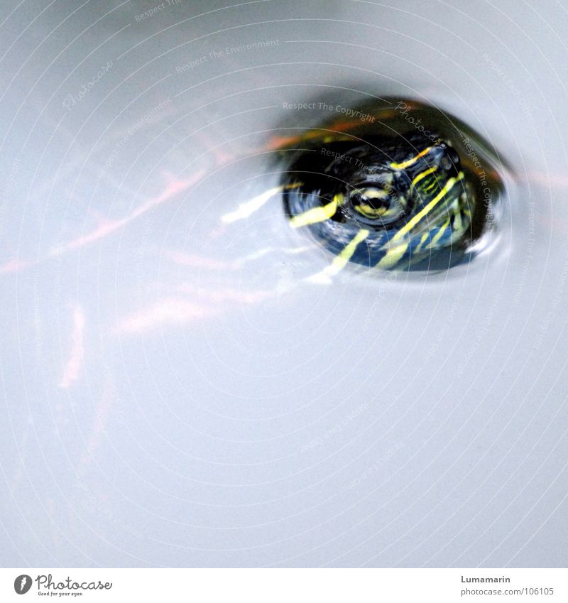 coming out Turtle Turles Pond Mirror Surface of water Breach To break (something) Drift Emerge Brave Breathe Come Reunion Visible Green Red Yellow Gray White