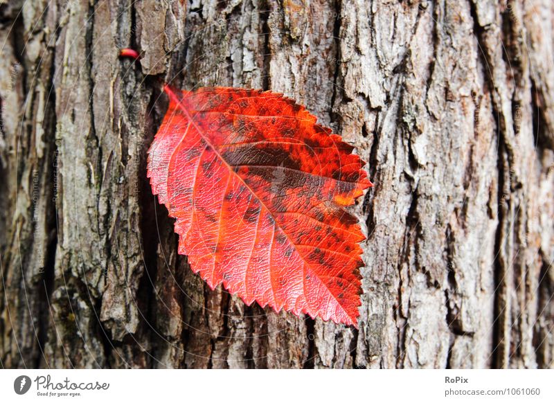 autumn leaf Harmonious Well-being Relaxation Calm Meditation Agriculture Forestry Retirement Environment Nature Plant Autumn Tree Leaf foliage Autumn leaves
