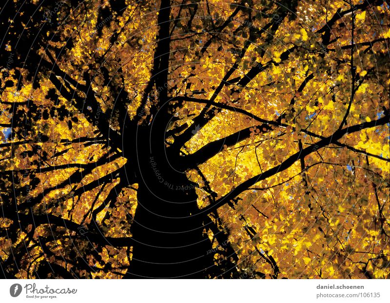 the other day under the tree Tree Autumn Beech tree Yellow Leaf Moody Light Tree trunk Branched Sunlight Brown Black Hiking autumn tree Contrast Perspective