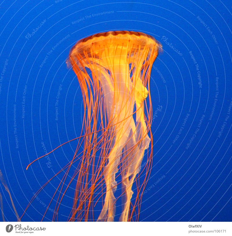 Under the sea #1 Jellyfish Ocean Red White Hover Glide Poison String Dangerous Beautiful Slowly Graceful Anesthetize Kill Waves Long Deep Lake Calm Eerie Fish