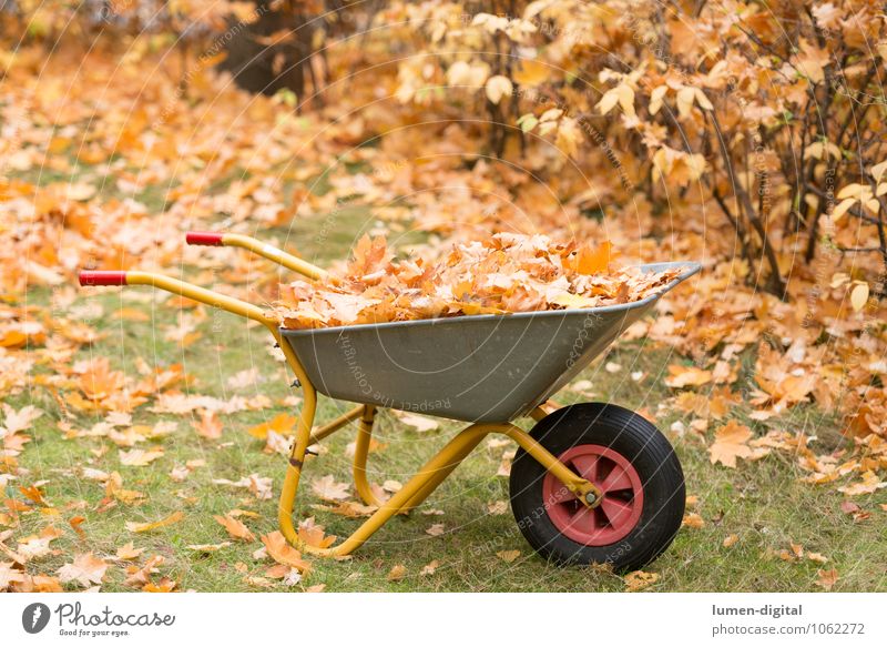 Wheelbarrow with leaves in autumn Garden Work and employment Gardening Autumn Bushes Leaf Meadow Cleaning Yellow Orderliness Environment
