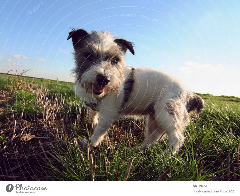 ne möpp Environment Nature Landscape Cloudless sky Beautiful weather Grass Meadow Field Pet Dog Small White Speckled Pelt Jack Russell terrier Crossbreed