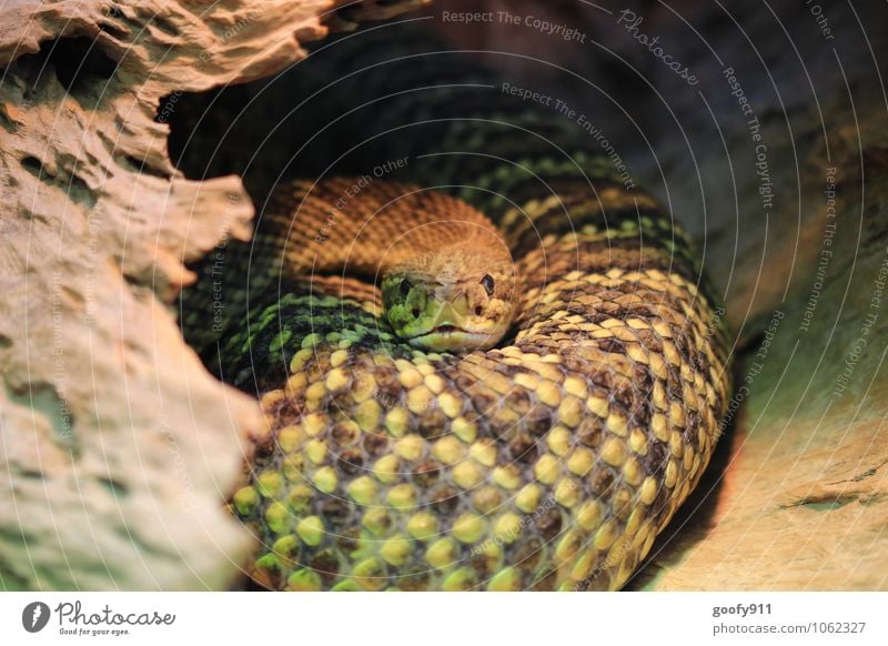 Look me in the eye Animal Wild animal Snake Scales Zoo 1 Contentment Stagnating Colour photo Exterior shot Close-up Day Shallow depth of field Long shot