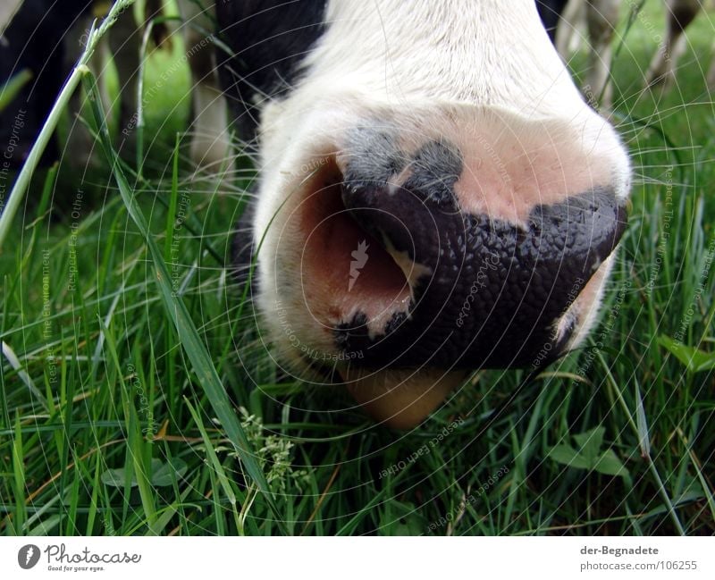 jaw Meadow Agriculture Cow Cattle Milk production Farm Grass Pasture Pelt Green Sauerland Animal Livestock Breath To feed Curiosity Mammal pasture farming