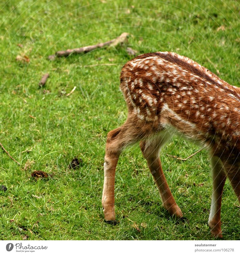 Small game butt PictureNo150!!! Roe deer Deer Fresh Meadow Field Clearing Hallway Blade of grass Grass Green Brown White Fawn Hoof Hind quarters Tails Mammal