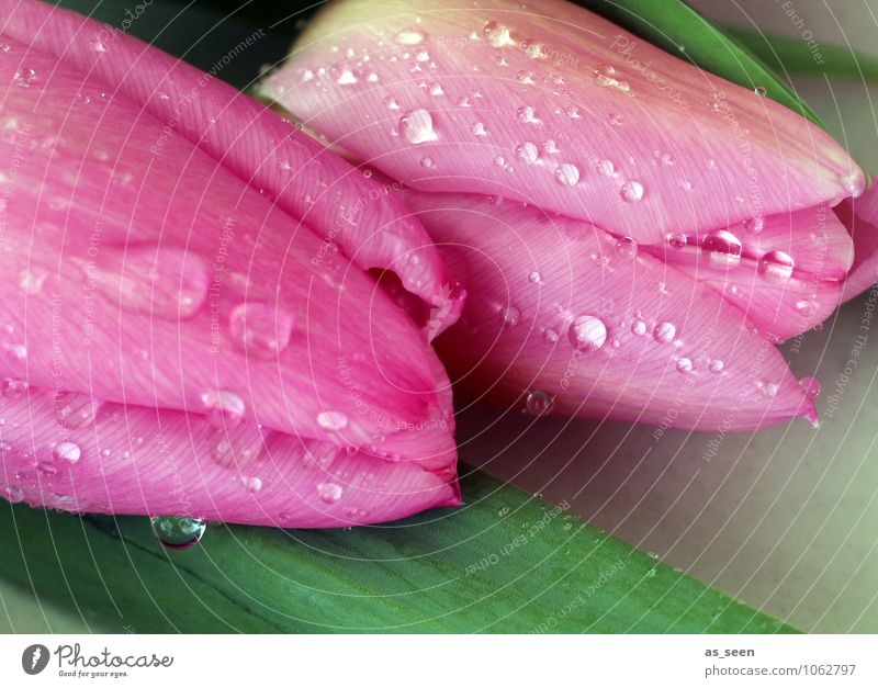 splash Beautiful Personal hygiene Wellness Life Mother's Day Birthday Floristry Nature Water Drops of water Spring Flower Tulip Leaf Blossom Blossoming