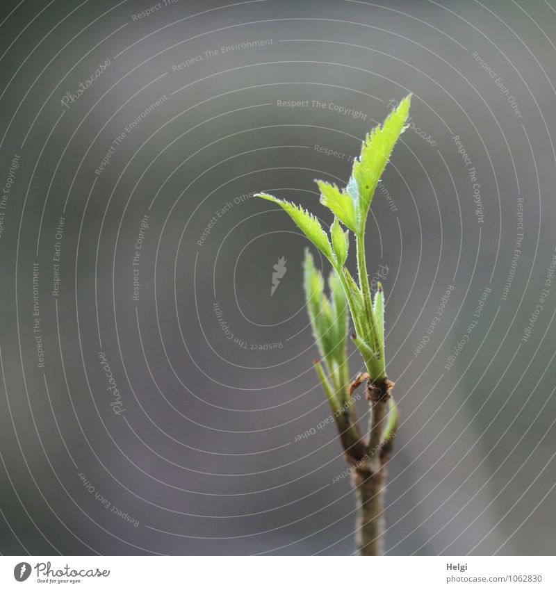 first green Environment Nature Plant Spring Beautiful weather Tree Bushes Leaf Wild plant Forest Growth Esthetic Fresh Uniqueness Small Natural Brown Gray Green