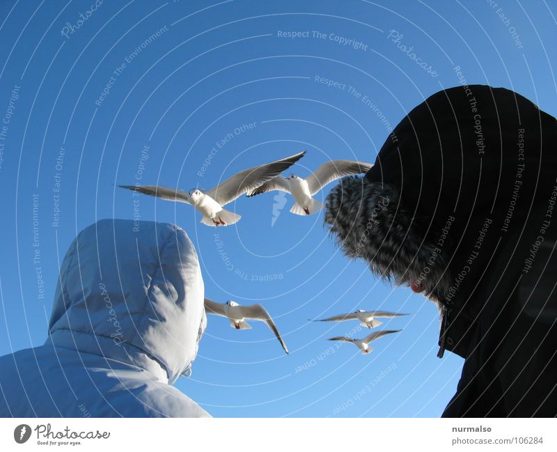 the Observers 2 5 Winter Binz Hooded (clothing) Pelt Seagull Bird Feeding Beautiful weather Cold Duet Blue Beach above Looking Aviation Clarity Nature