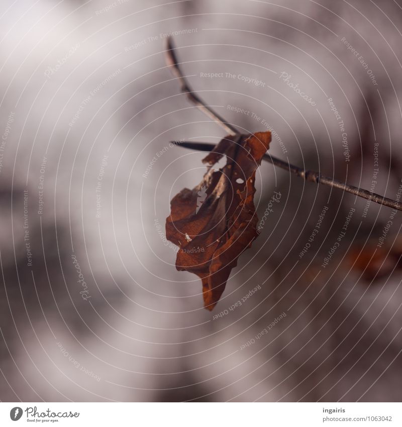 I'll stay here till spring. Nature Plant Autumn Winter Tree Leaf Twig Forest Hang To dry up Natural Gloomy Dry Brown Gray Moody Hope Belief Ease Subdued colour