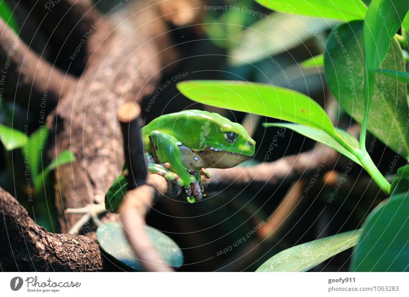 Green Frog Nature Plant Animal Wild animal Zoo 1 Hang Colour photo Exterior shot Close-up Morning Shallow depth of field Central perspective Animal portrait