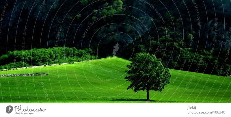 Greenland Tree Geometry Lighting Leaf Triangle Bushes Forest Wood flour Slope Hill Meadow Shadow Nature Biology Plant Grass surface Partition Garden Park